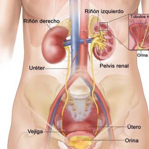SISTEMA GENITOURINARIO