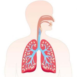 SISTEMA RESPIRATORIO